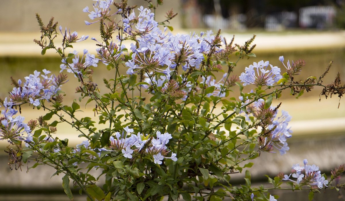 Choosing Pots with Good Drainage for Container Plants