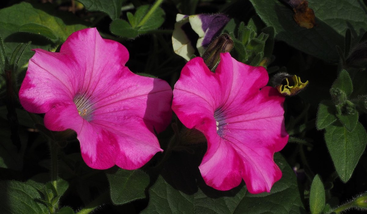 Choosing the Best Compost for Balcony Container Gardens