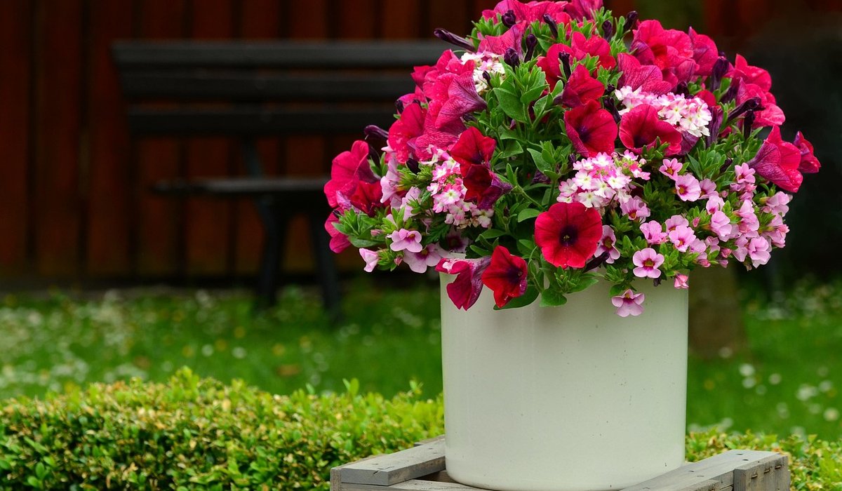 Creating a Vertical Garden on a Narrow City Balcony