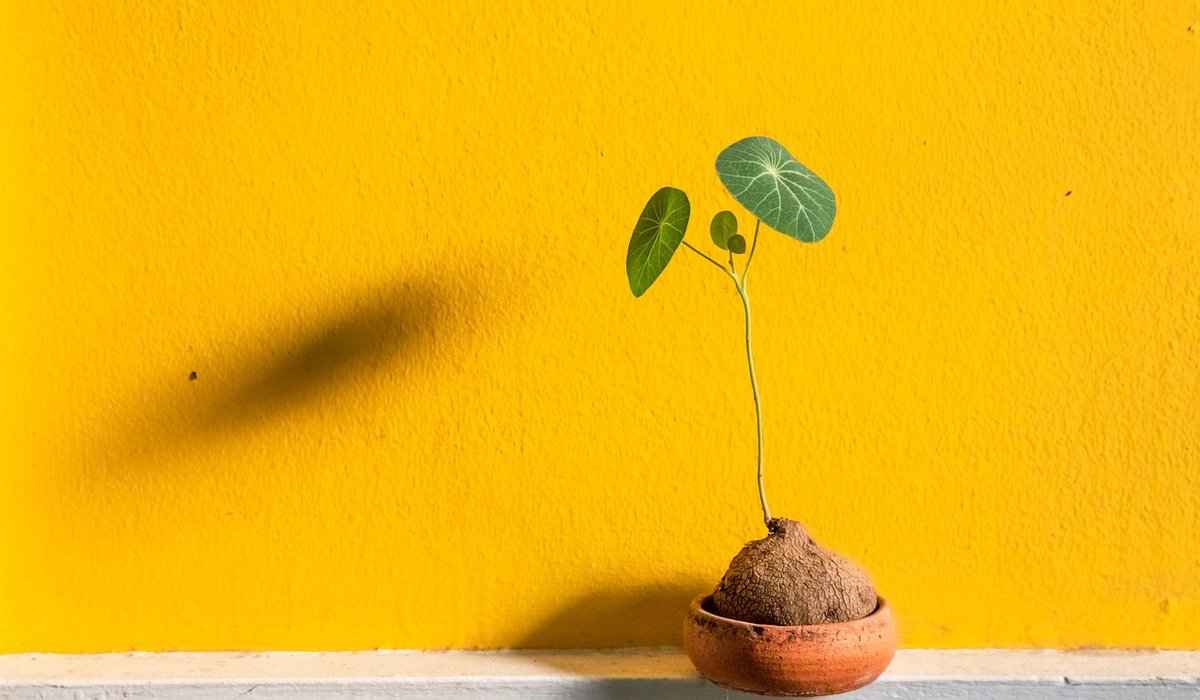 Diagnosing Yellow Leaves on Container Grown Plants