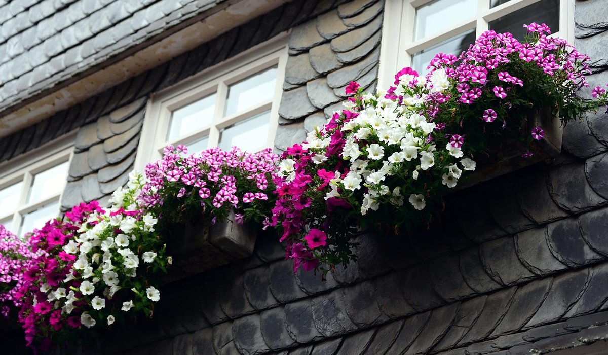 How to Grow Herbs on a Sunny Kitchen Windowsill