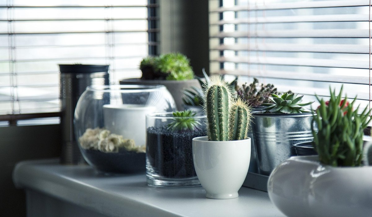Recognising Common Pests on Houseplants and Treating Them